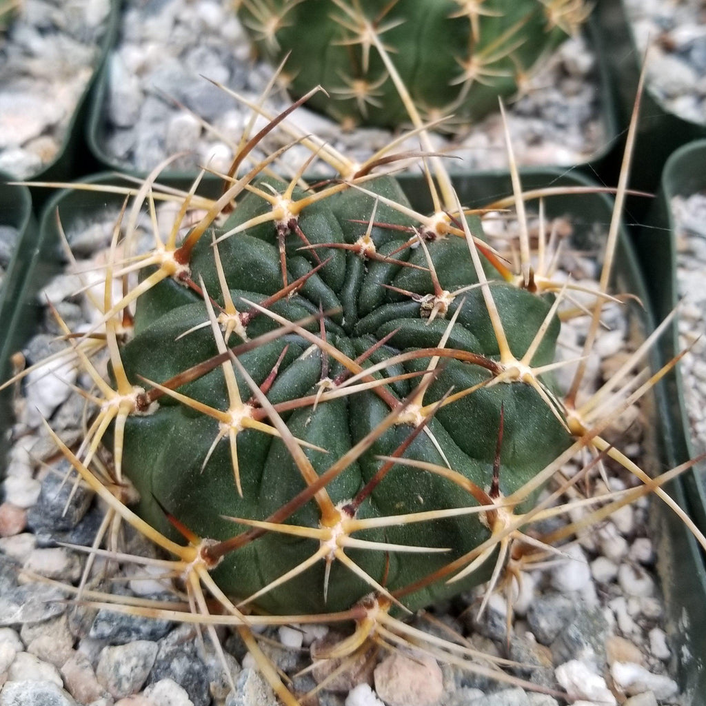 Lobivia oxyalabastra