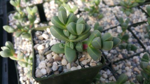 Corpuscularia lehmannii