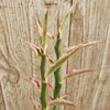 Pedilanthus tithymaloides variegated