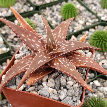 Own miniature Aloe Jucunda | Miniature Aloe