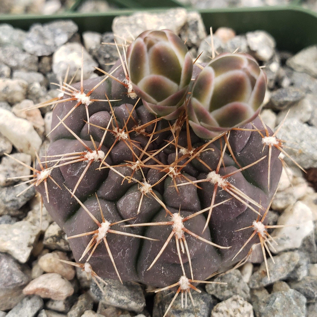 Gymnocalycium cordobense Chin