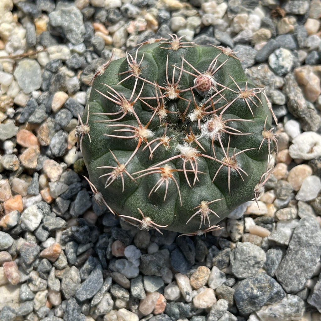Gymnocalycium ruta