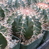 Melocactus violaceus no cephalium