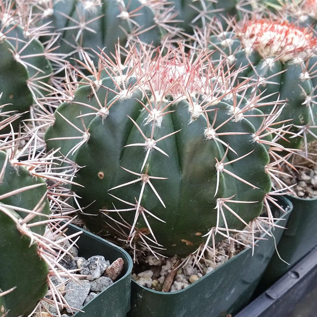 Melocactus violaceus no cephalium
