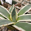 Agave applanata marginata