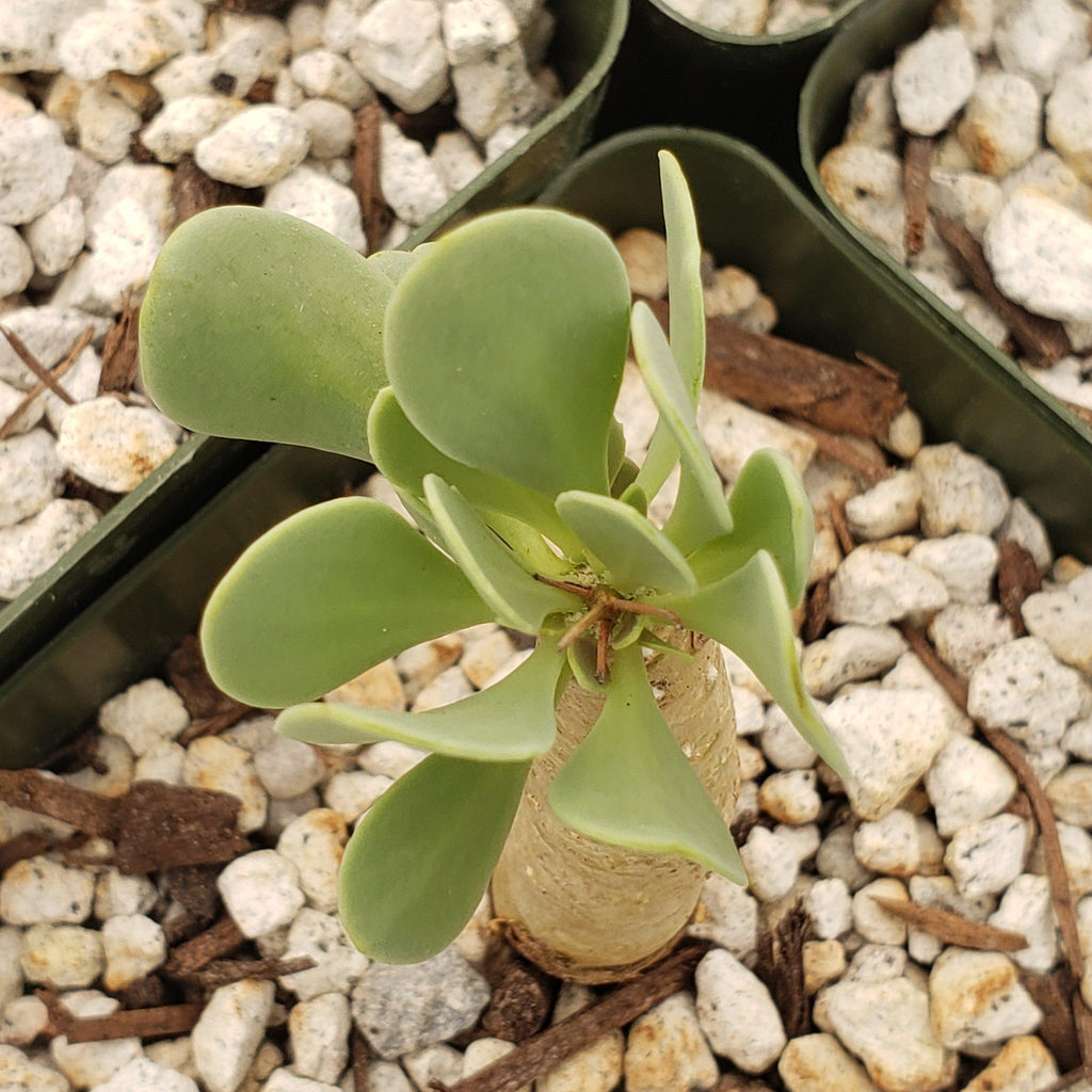 Othonna euphorbioides