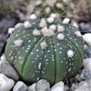 Sand Dollar Cactus &