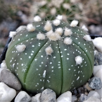 arend cactus Sand Dollar Cactus 'Astrophytum asterias'