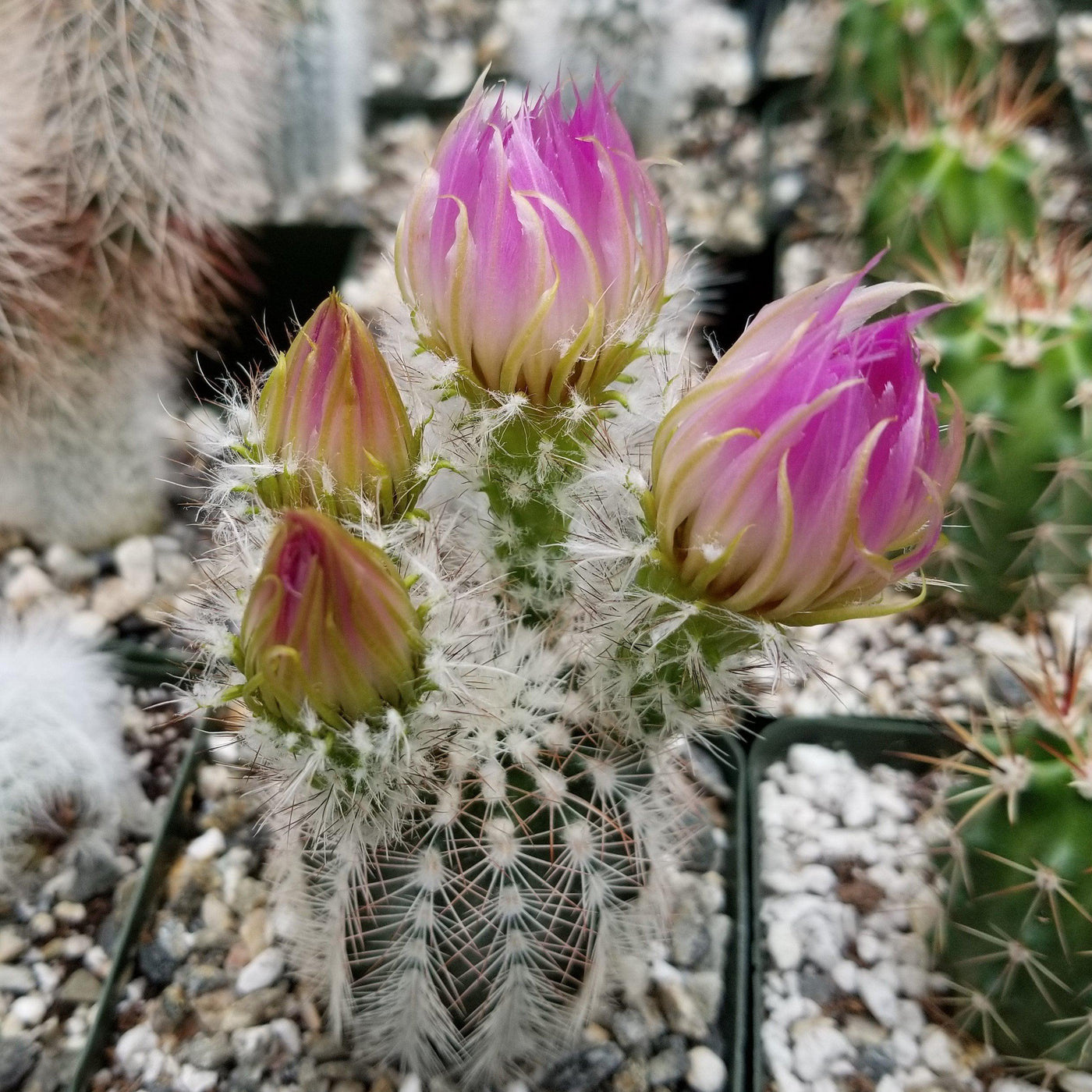 Echinocereus reichenbachii albispinus