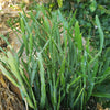 Euphorbia xylophylloides 5 cuttings