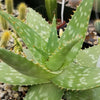 Aloe maculata – Soap Aloe