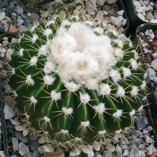 Wigginsia leprosorum