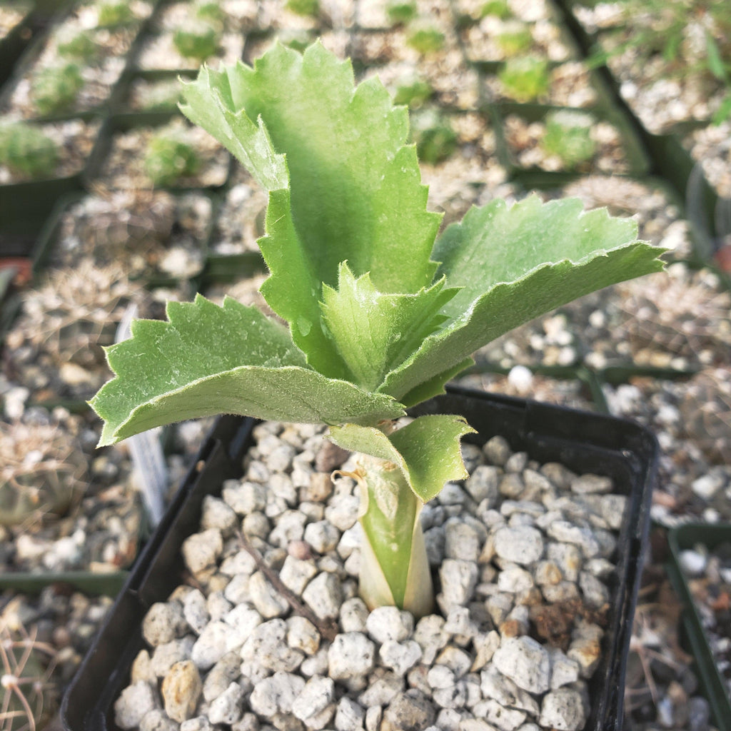 Cyphostema seitzianum