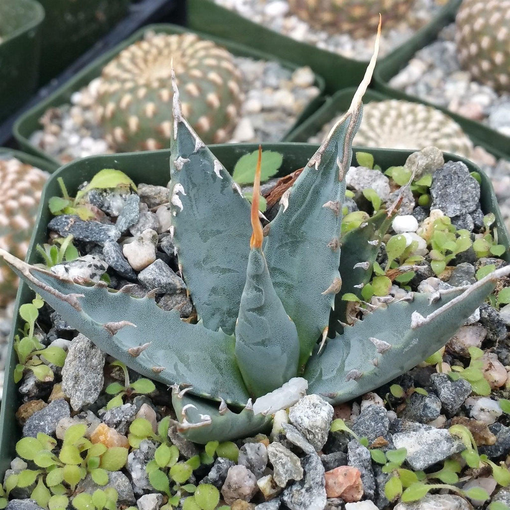 Agave utahensis eborispina
