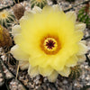 Notocactus tureczekianus