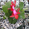 Red Thanksgiving Cactus &