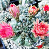 Gymnocalycium baldianum ‘Dwarf Chin Cactus’