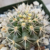 Ferocactus flavovirens