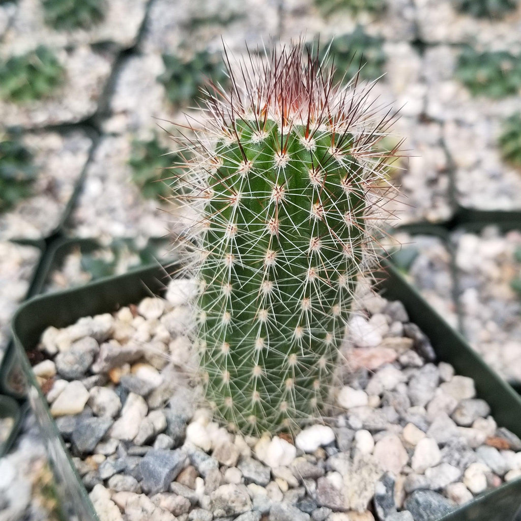 Trixantocereus blossfeldiorum