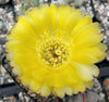 Acanthocalycium glaucum