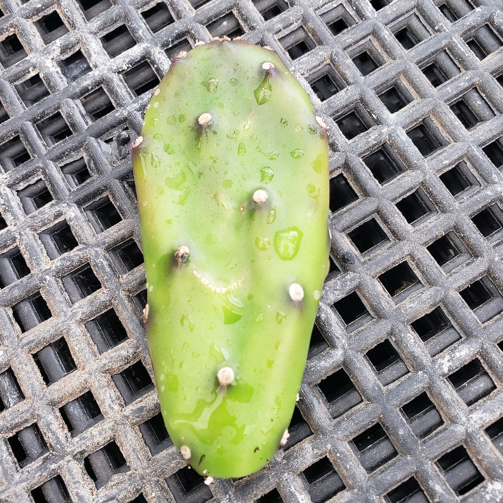 Opuntia canterae elata Cutting