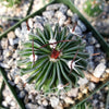 Echinofossulocactus crispatus