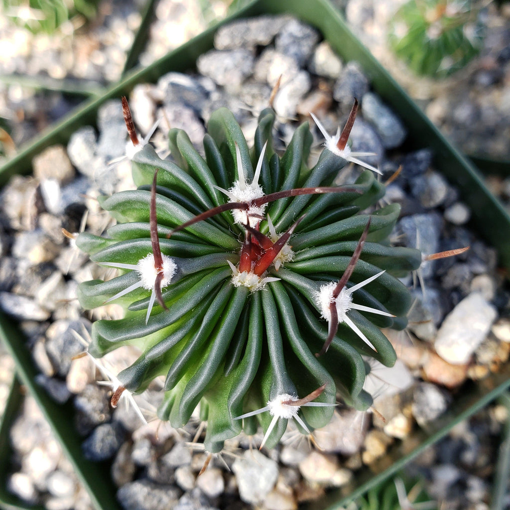 Echinofossulocactus crispatus