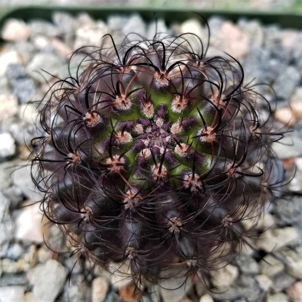 Neoporteria multicolor