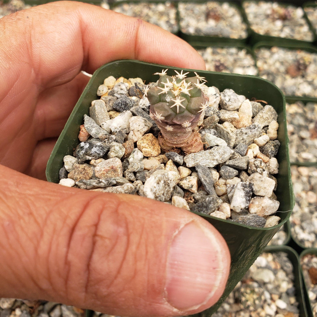 Turbinicarpus lophophoroides