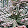 Huernia procumbens