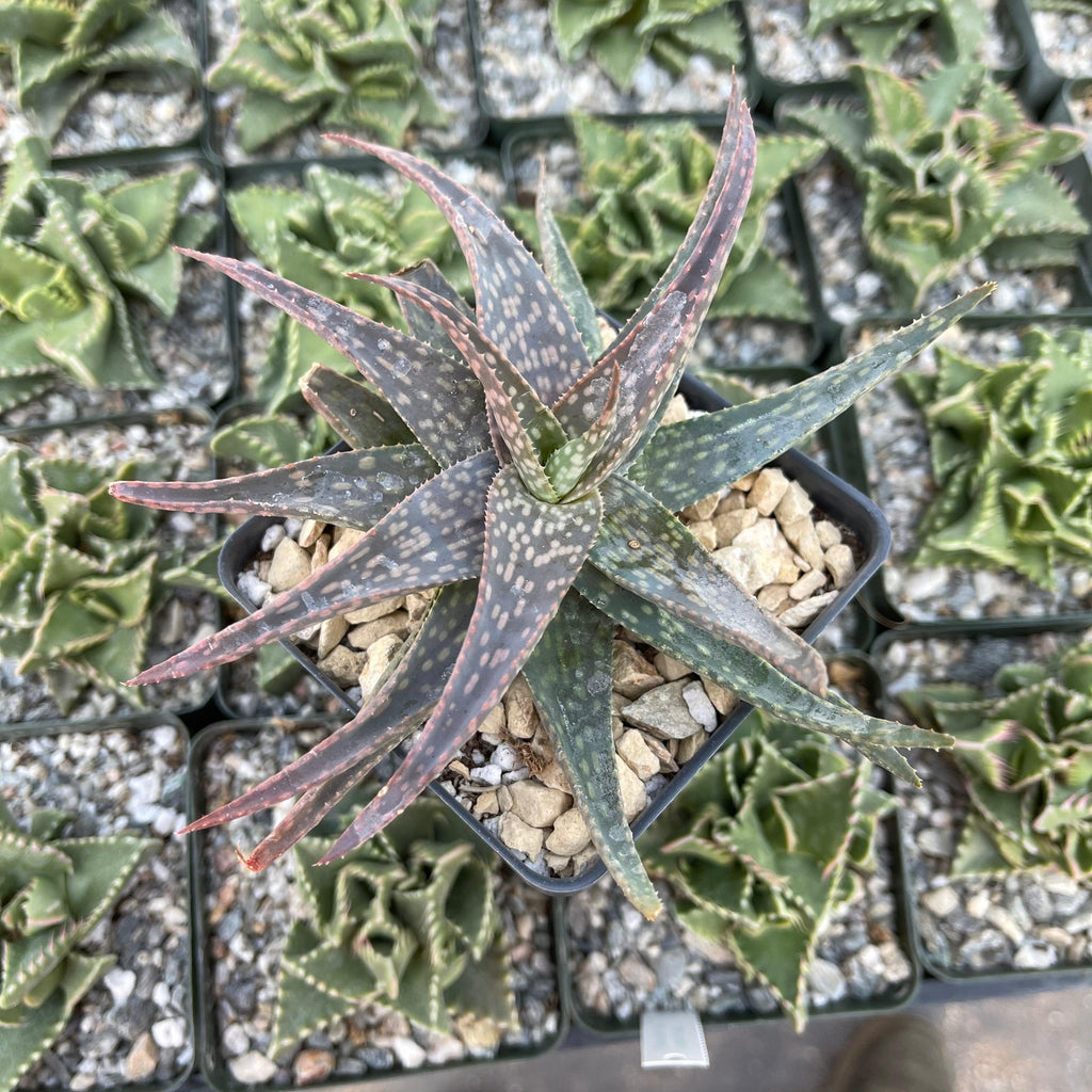 Aloe pictifolia