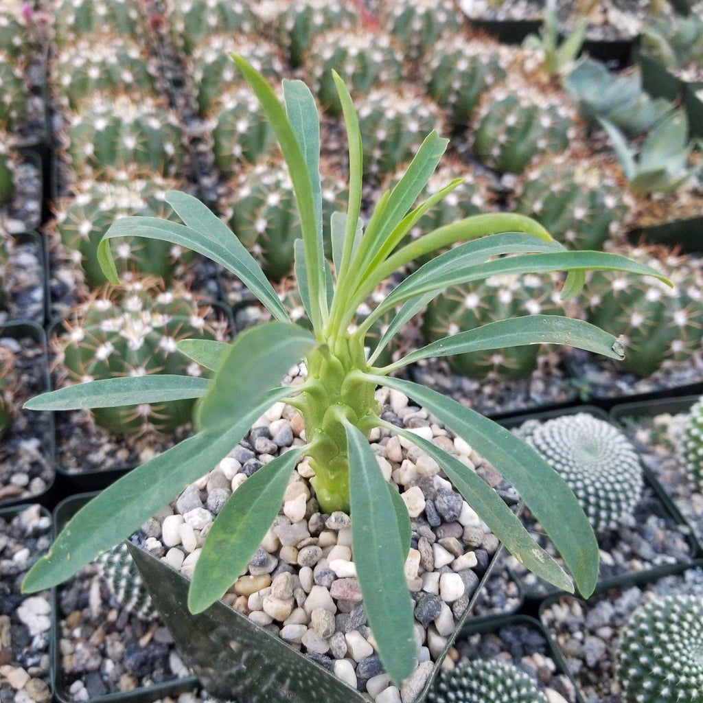 Euphorbia pubiglans
