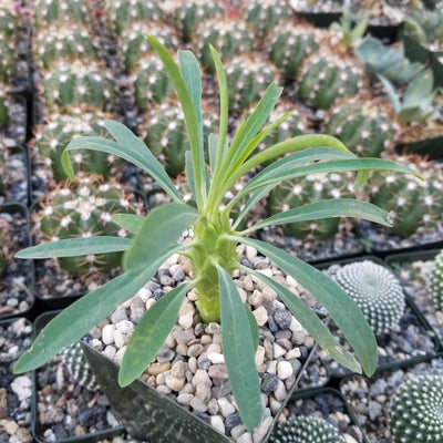 Euphorbia pubiglans