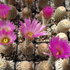 Echinocereus reichenbachii v. minor