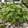 aeonium bethencourtianum