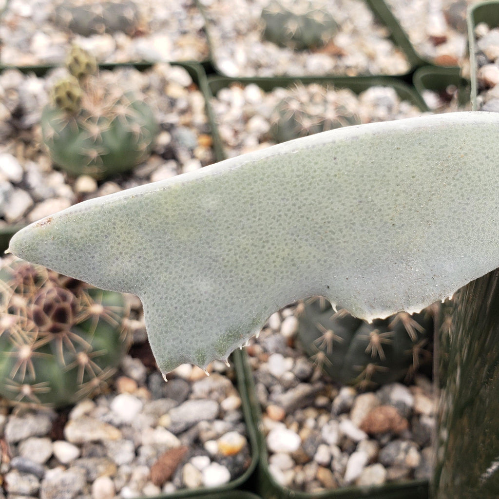 Cheiridopsis cigarettifera