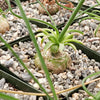 Albuca namaquensis