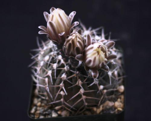 Gymnocalycium piricarpum