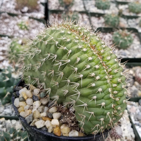 Trichocereus thelegonus Cristata – Planet Desert
