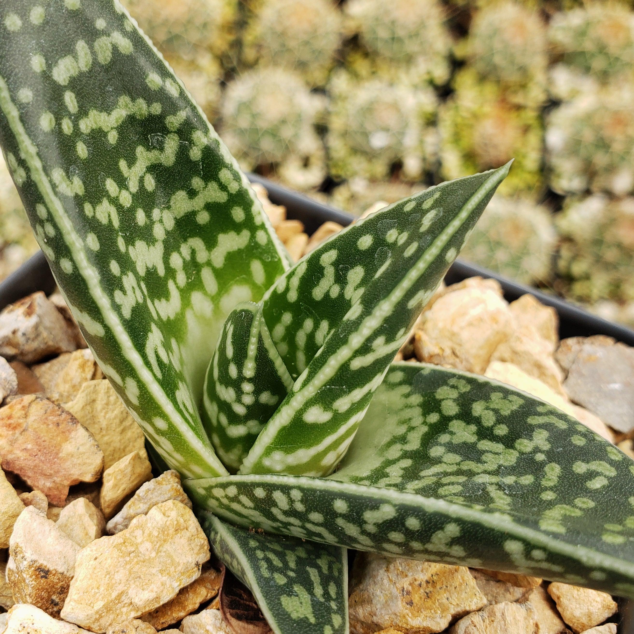 Gasteraloe Tiki Zilla