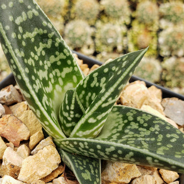 white spotted aloe vera plant Gasteraloe Tiki Zilla 4" Pot