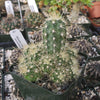 Echinocereus sanpedroensis