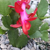 Red Thanksgiving Cactus &