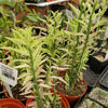 Pedilanthus tithymaloides variegated 3 cuttings