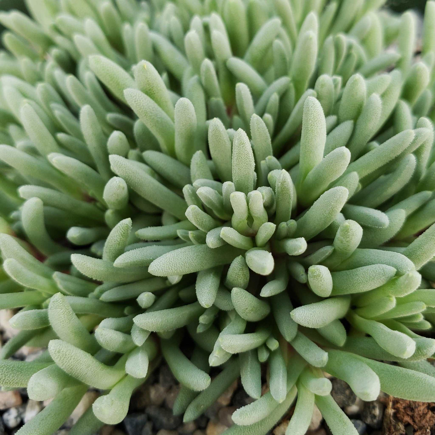 sea anemone succulent Delosperma sphalmanthoides
