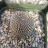 Rebutia heliosa