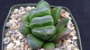 Haworthia truncata v. maughanii