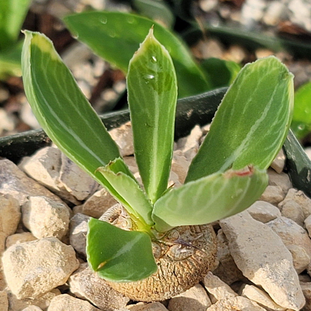 Euphorbia venenifica
