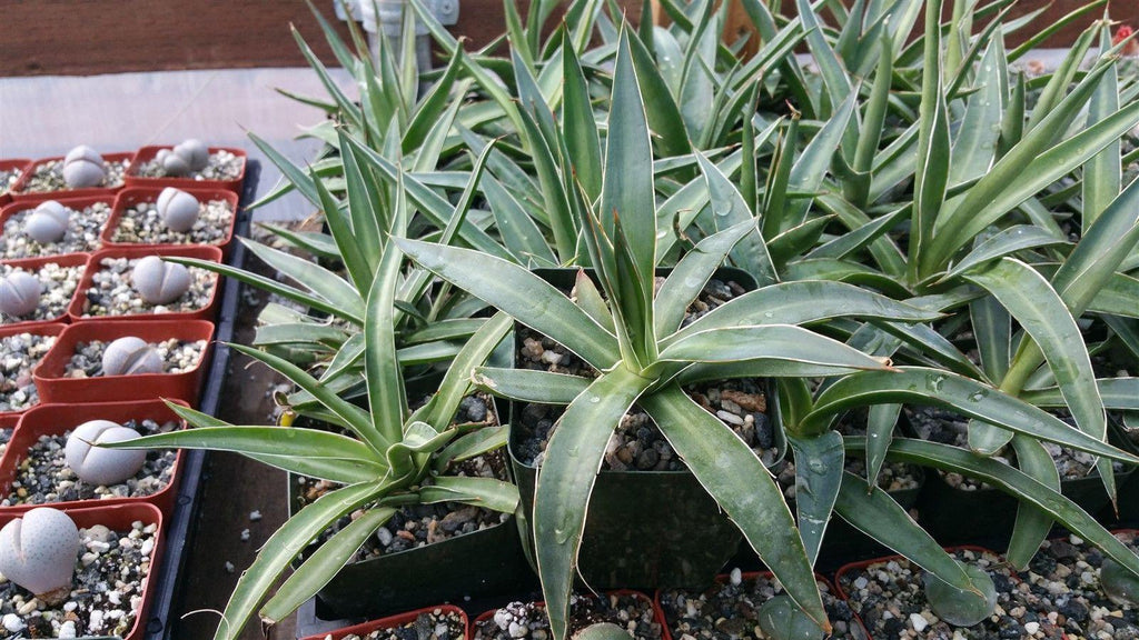 Agave impressa