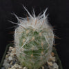 Old Man of the Mountain Cactus ‘Oreocereus trollii’